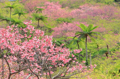 緋寒桜とヘゴの木