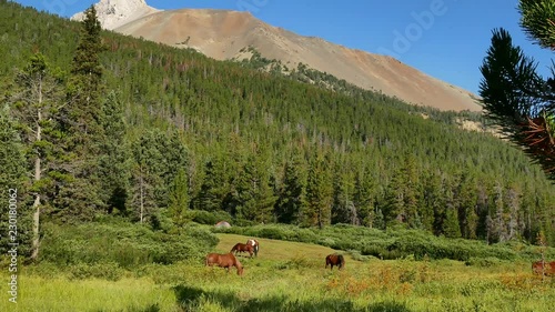Horses grazing in an alpine meadow inmidst the coastal mountains of BC, Canada. photo