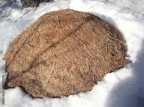 Billede på lærred grosse fourmilière dans la neige