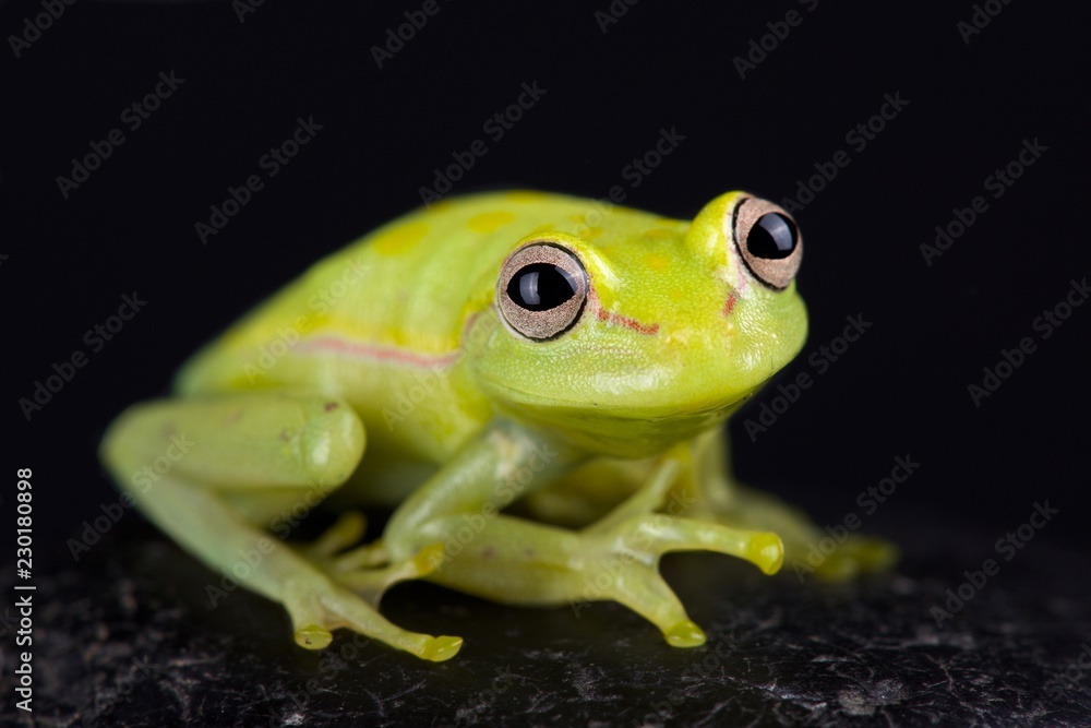 Fototapeta premium Żaba drzewna Polkadot (Hyla punctata)
