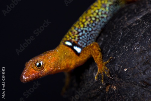 O'Shaughnessy's Gecko (Gonatodes concinnatus)
