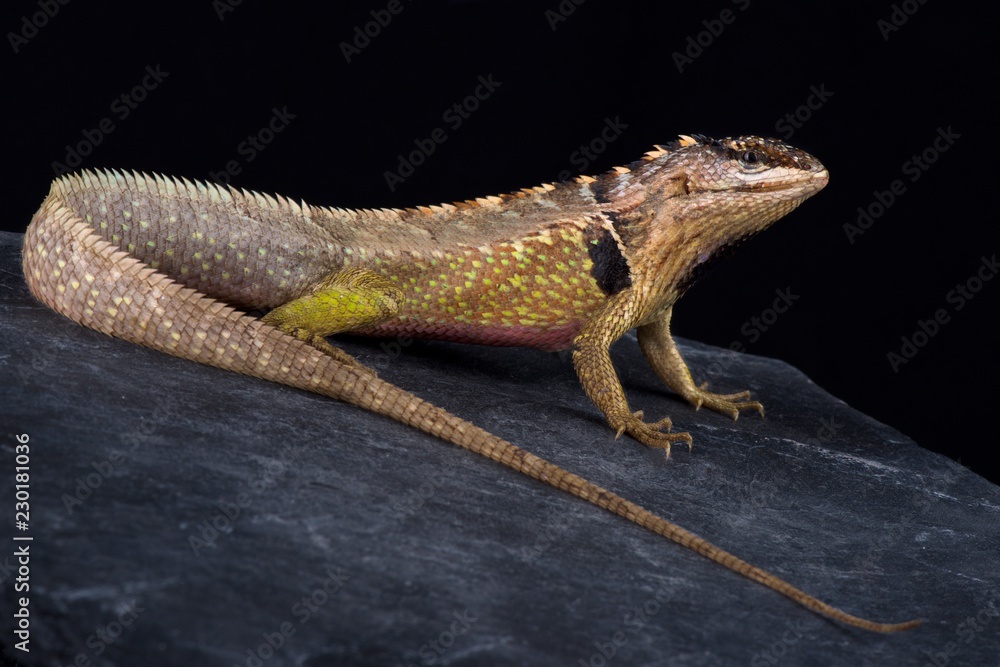 Fototapeta premium Ivy Whorltail Iguana (Stenocercus ivitus)