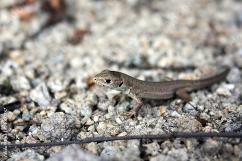 Little brown lizard on the rocks