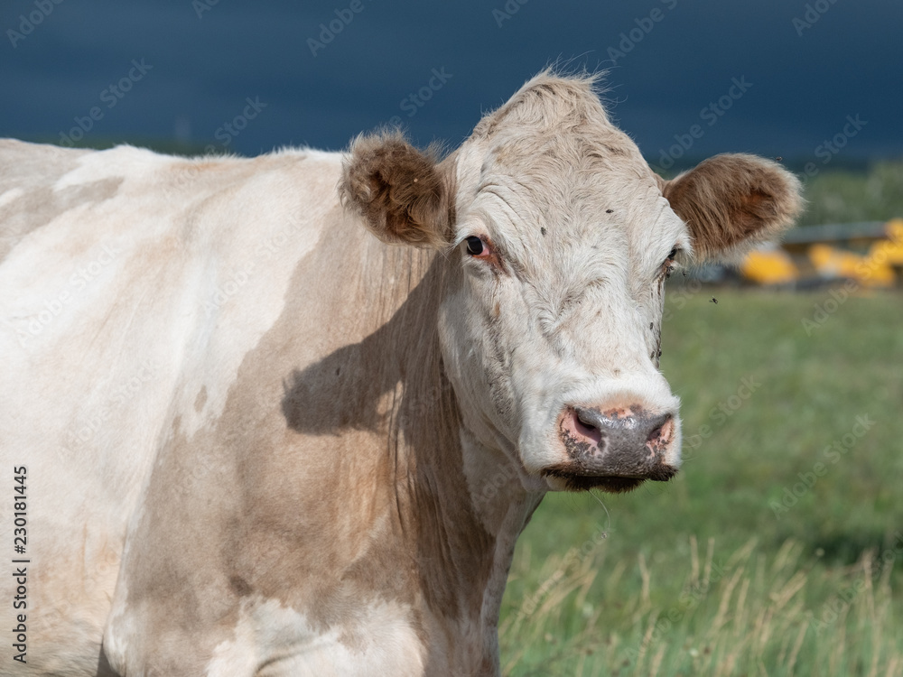 A portrait of a domestic cow grazing in a pasture. A portrait of a domestic cow grazing in a pasture.