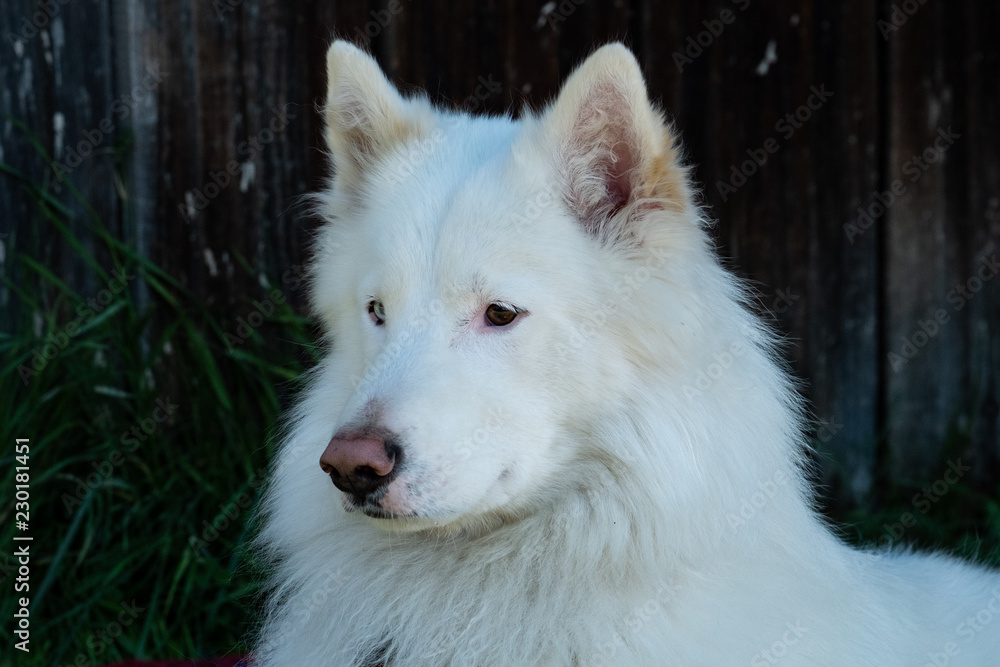 Fototapeta premium Portrait of a white domestic dog looking aside.