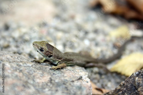 Little brown lizard with closed eyes on a stone