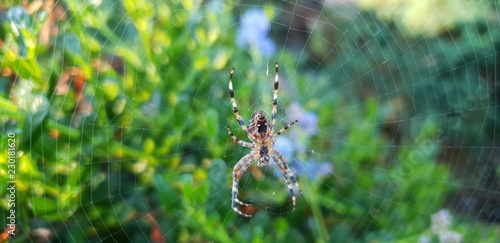 Spider hanging in a web on a sunny morning
