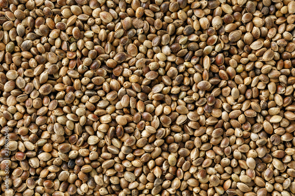 Hemp seeds. Close up. Space for text. Hemp seeds. Close up. Space for text.