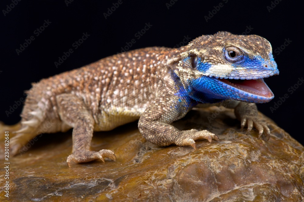 Fototapeta premium Shield-tailed agama (Xenagama taylori)