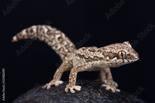 Spotted Thick-toed Gecko (Pachydactylus maculatus)