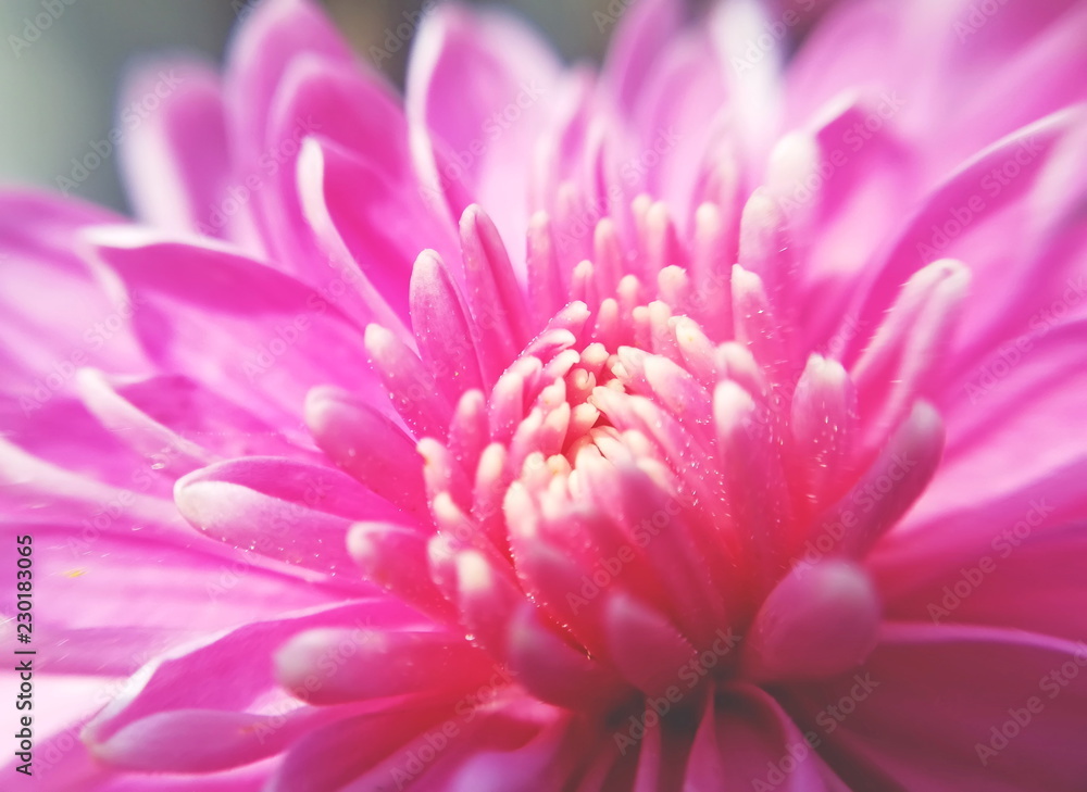 Flower macro Flower macro