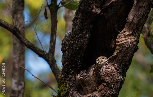 Owls on tree in the wild
