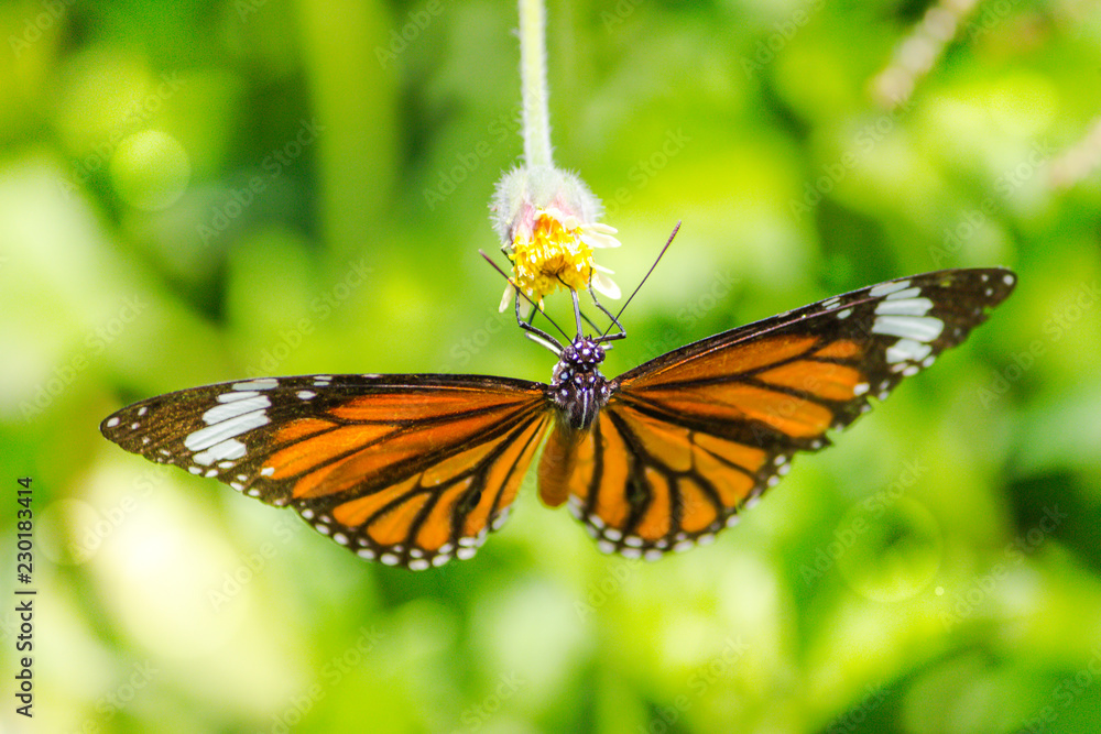 Orange butterfly on grass flower white yellow. Blur the natural background in green tones. In the concept of insects and poultry. Orange butterfly on grass flower white yellow. Blur the natural background in green tones. In the concept of insects and poultry.