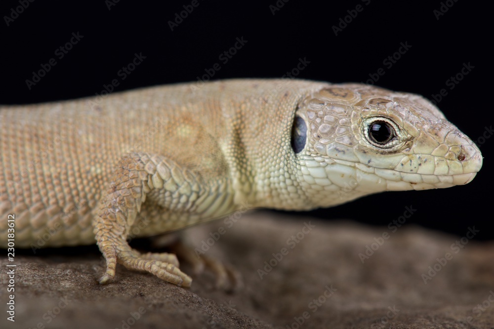 Kurdistanian ocellated lizard (Timon kurdistanicus) Kurdistanian ocellated lizard (Timon kurdistanicus)