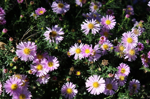 Bees gather the honey on pink flowers