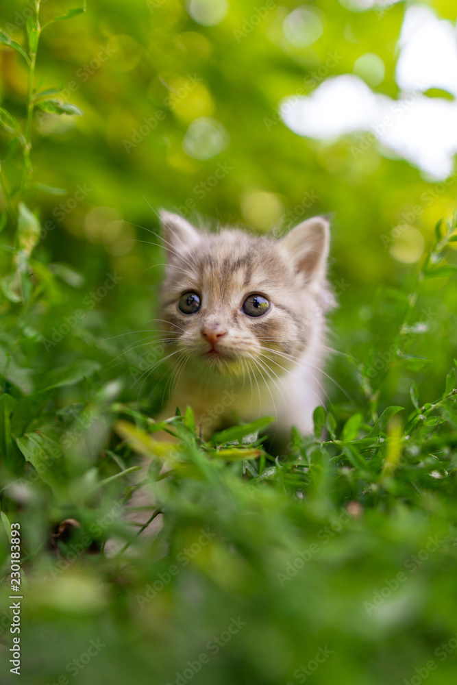 Portrait of a kitten in green grass