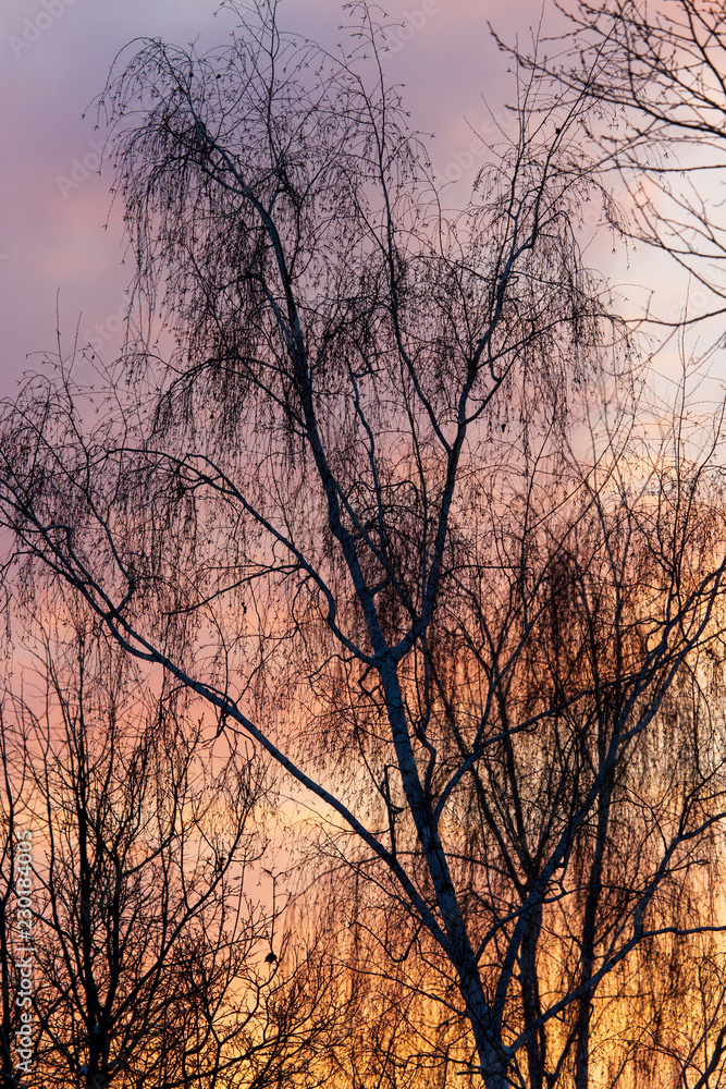 Naked branches on a tree against a sunset sun Naked branches on a tree against a sunset sun