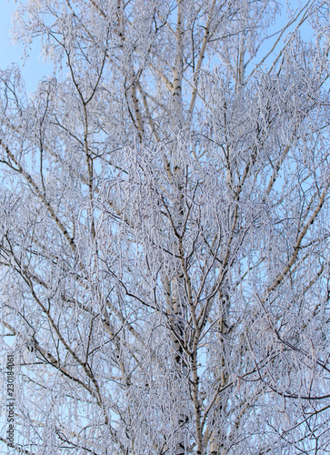 Snowy birch branches in winter against the sky