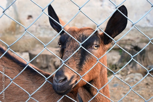 goat behind the fence 