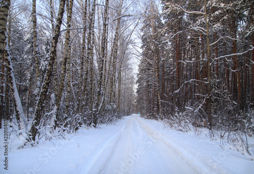 Wallpaper Mural Snow road in the forest in winter Torontodigital.ca