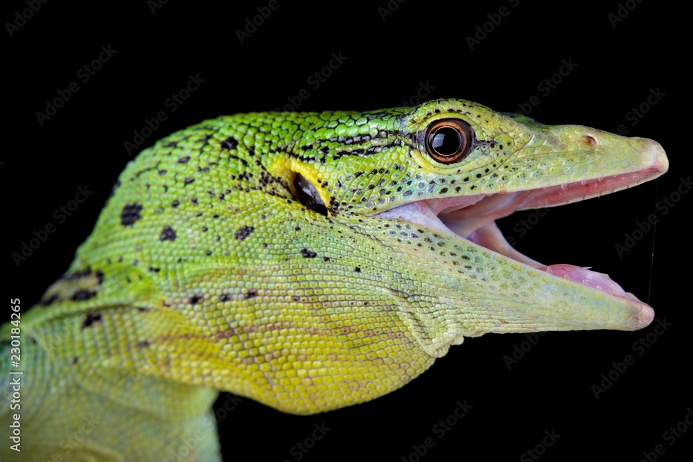 Fototapeta premium Emerald tree monitor (Varanus prasinus)