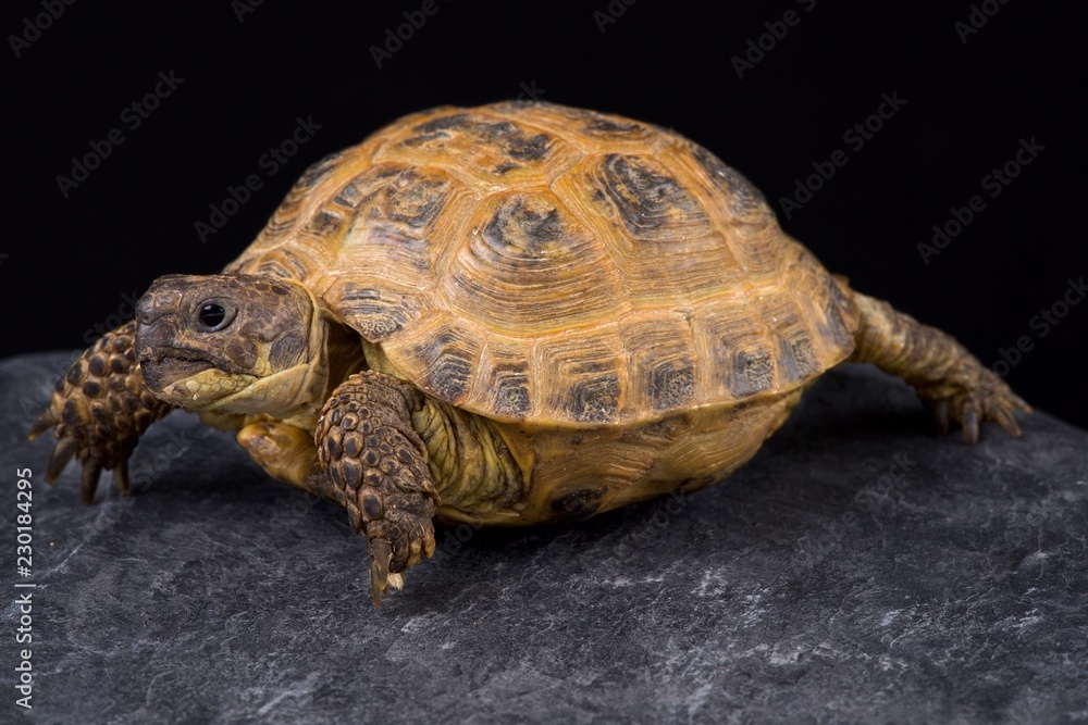 Obraz premium Kazachstan tortoise (Agrionemys horsfieldii kazachstanica)