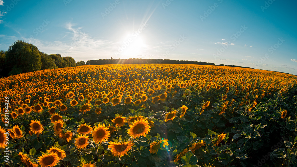 Obraz premium field of sunflowers