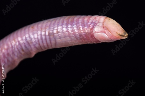 Wedgesnouted Worm Lizard (Monopeltis decosteri) photo