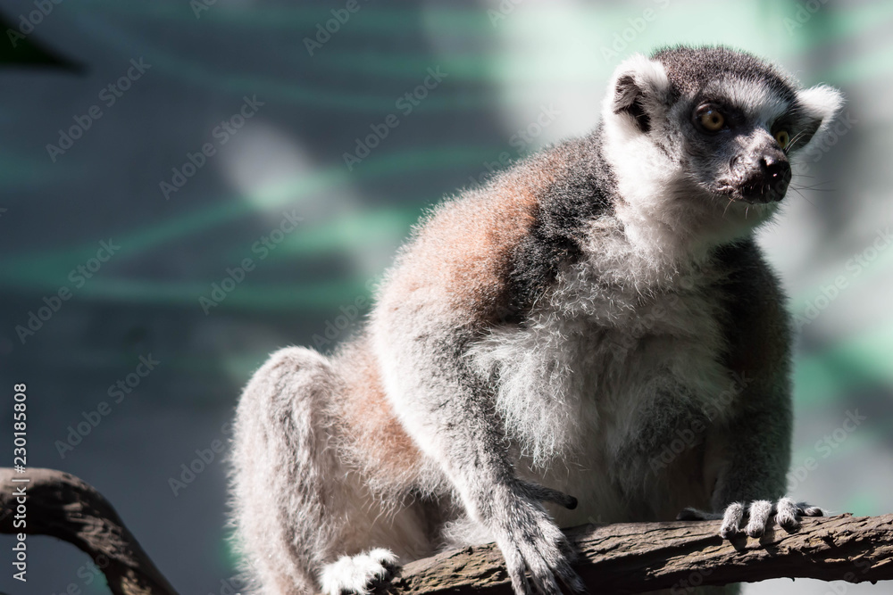 Fototapeta premium A ring tailed Lemur catta while sitting on a tree branch observing