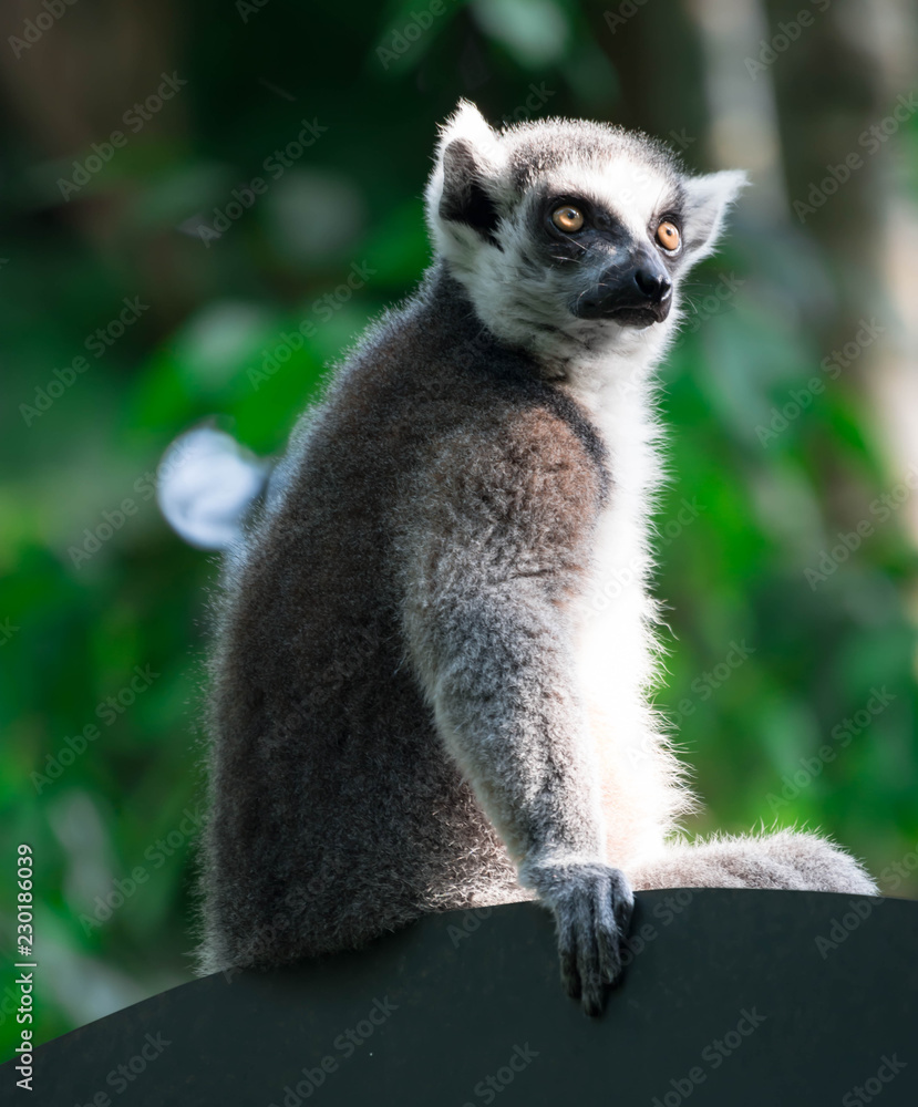 Obraz premium A ring tailed Lemur catta while sitting on a tree branch observing