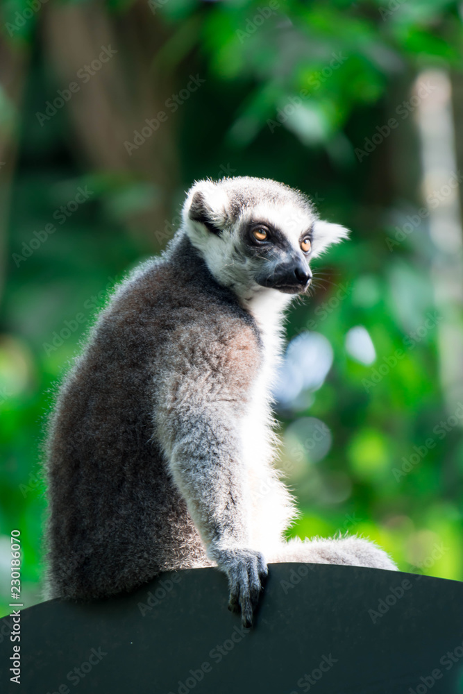 A ring tailed Lemur catta while sitting on a tree branch observing