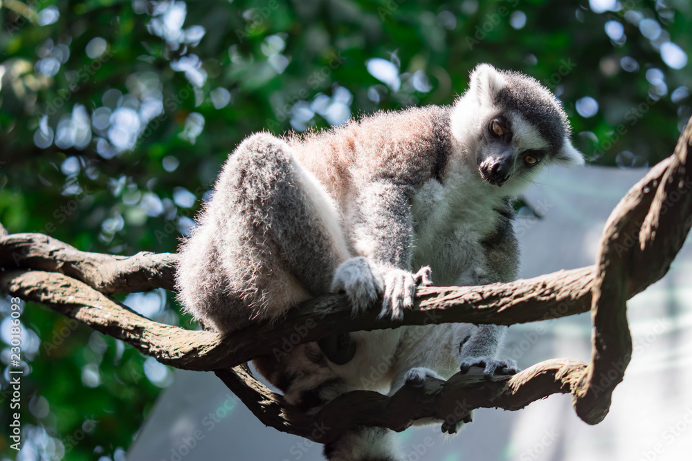 Obraz premium A ring tailed Lemur catta while sitting on a tree branch observing