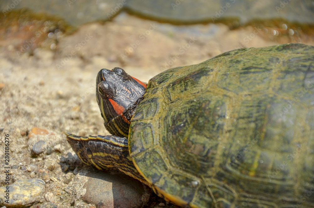 Fototapeta premium turtle on the stone