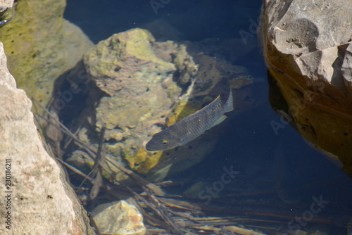 Pool of Nymphs
