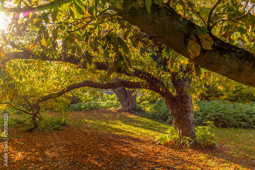 Photography Colorful autumn trees in a park in Copenhagen in Denmark - 2