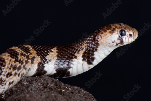 Eastern shield-nose snake (Aspidelaps scutatus fulafula) photo