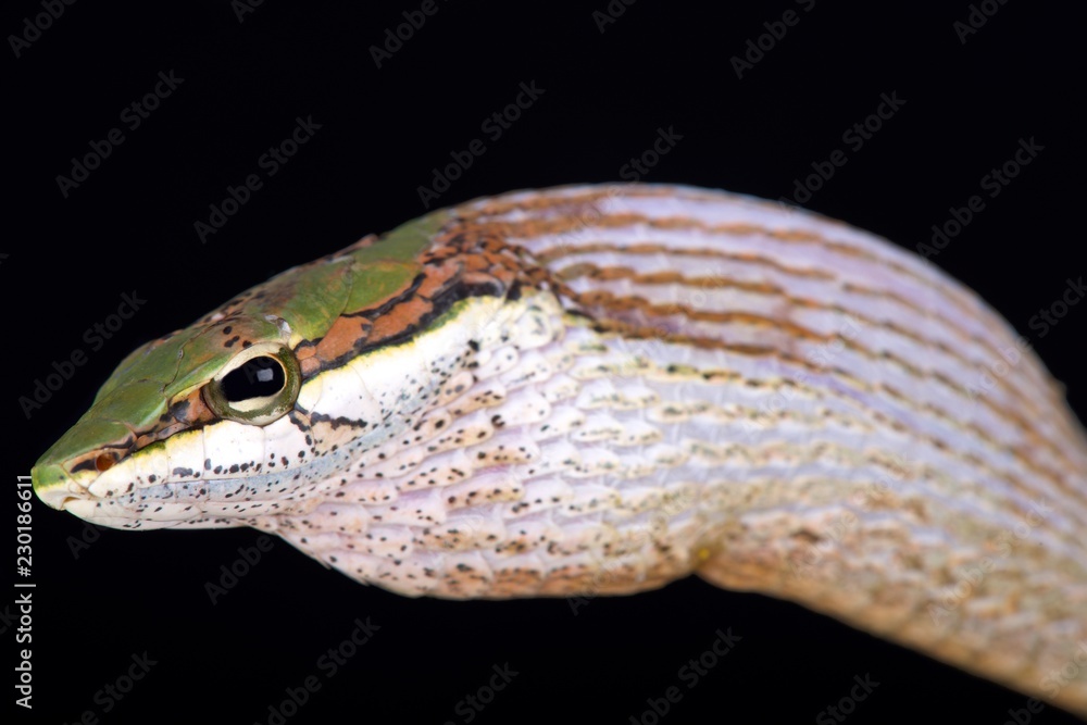 Fototapeta premium Savanna vine snake (Thelotornis capensis)