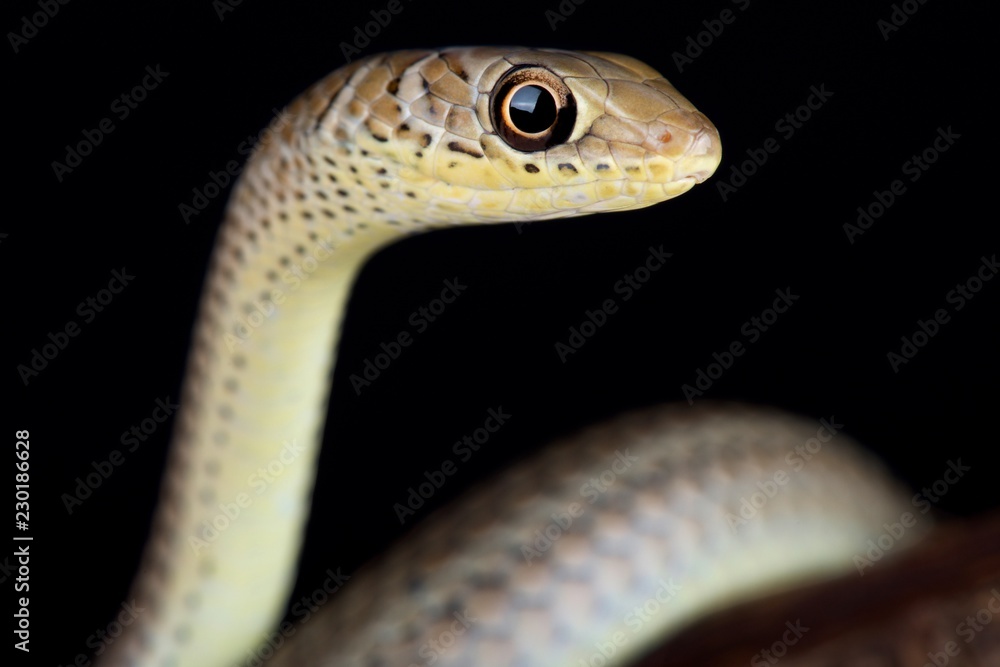 short-snouted grass snake (Psammophis brevirostris) short-snouted grass snake (Psammophis brevirostris)