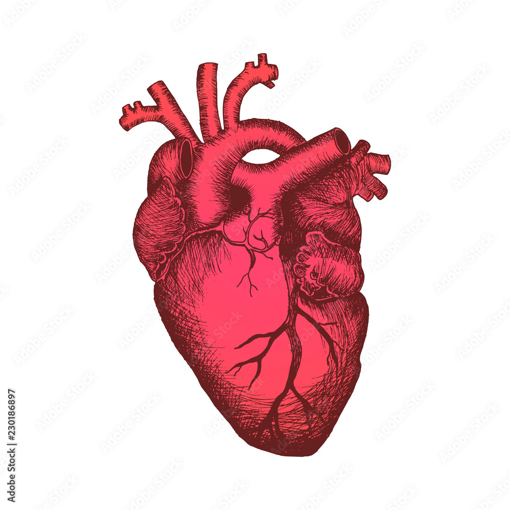 Human Heart Drawing High-Res Vector Graphic - Getty Images-saigonsouth.com.vn