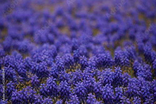 purple flowers