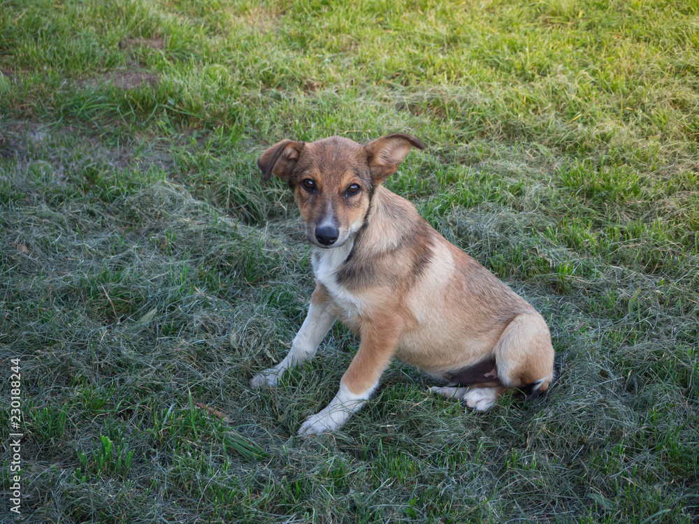 Street dog with a sad look sitting on the grass. Street dog with a sad look sitting on the grass.
