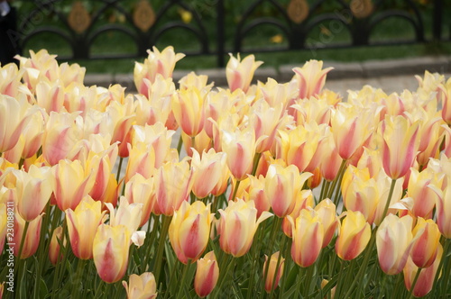 Tulips in a park