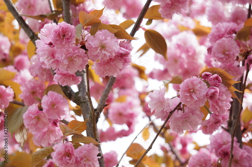 cherry blossom
