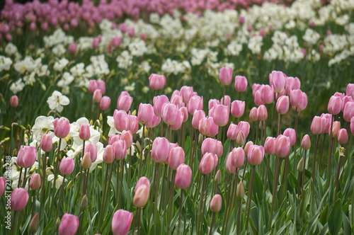 Tulips in a park
