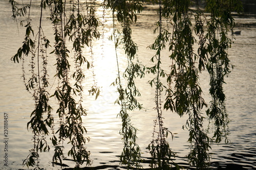 reflection of trees in water