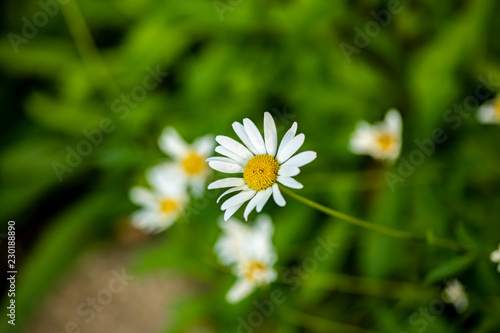 Aster flowers in the field