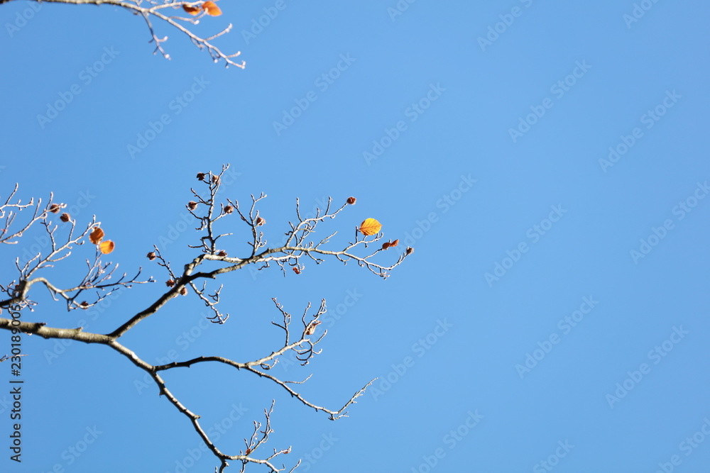 Last autumn leaves on branch against blue sky 3613 Last autumn leaves on branch against blue sky 3613