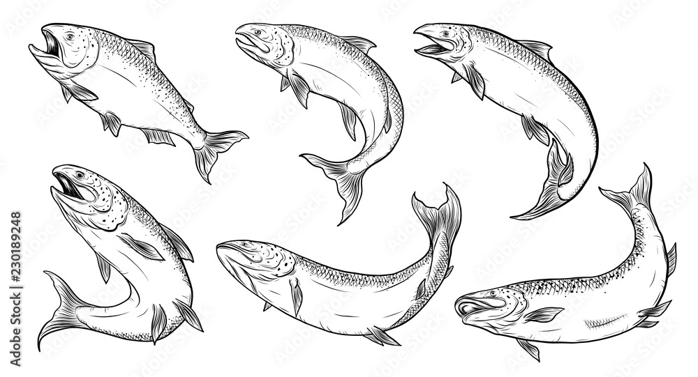 Naklejka premium Salmon art highly detailed in line art style.Fish vector by hand drawing.Fish tattoo on white background.Black and white fish vector on white background.Salmon fish sketch for coloring book.