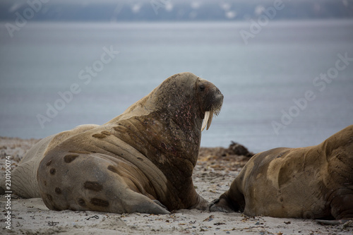 Walrus 7 © James