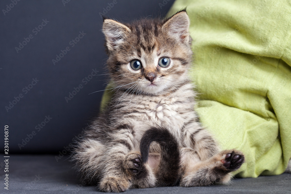 Little funny kitten with a tail in the form of a question mark